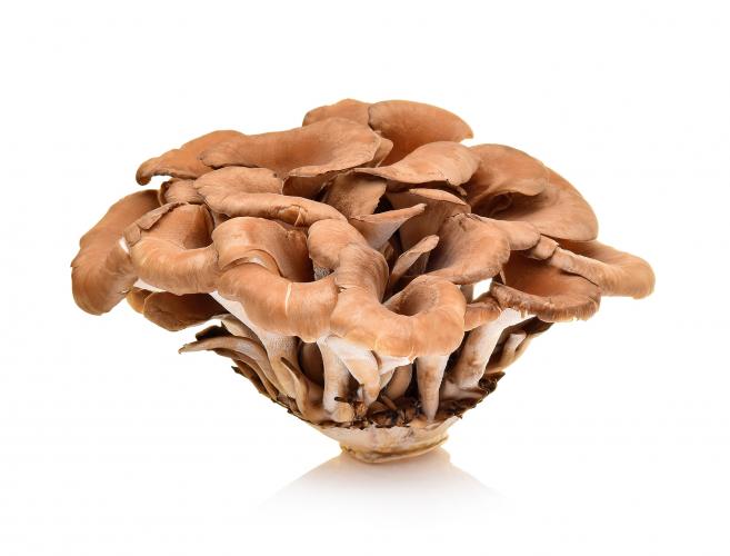 Eikhaas (maitake)
