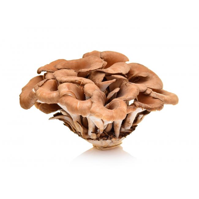 Eikhaas (maitake)