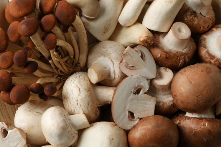 Vitamine D champignons