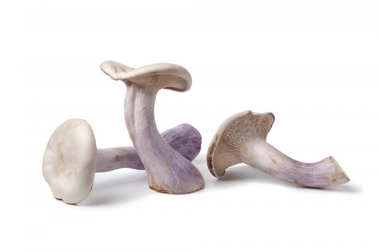 Paarse ridderzwam (pied bleu)