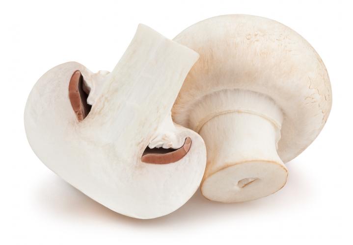 Witte champignon