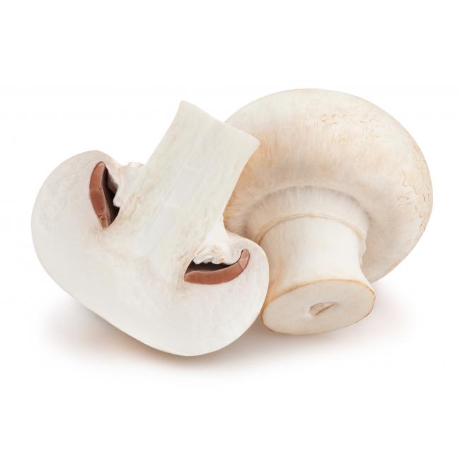 Witte champignon