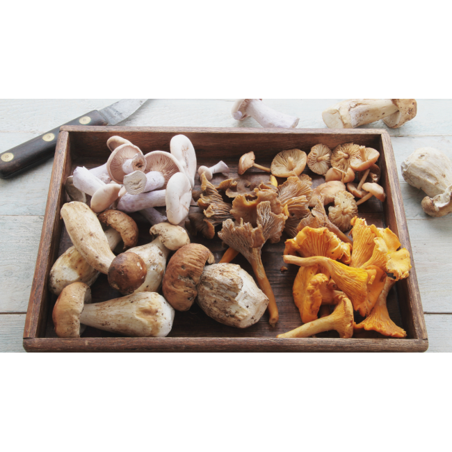 Limax - LP ontwerpje.png