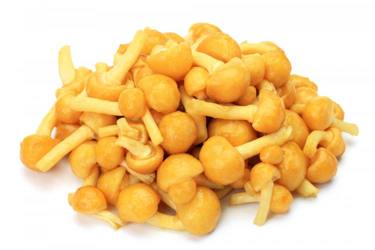 Japanse bundelzwam (Nameko)