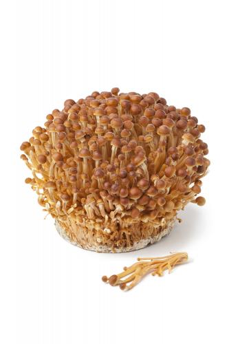 Gouden fluweelpootje (Golden Enoki)