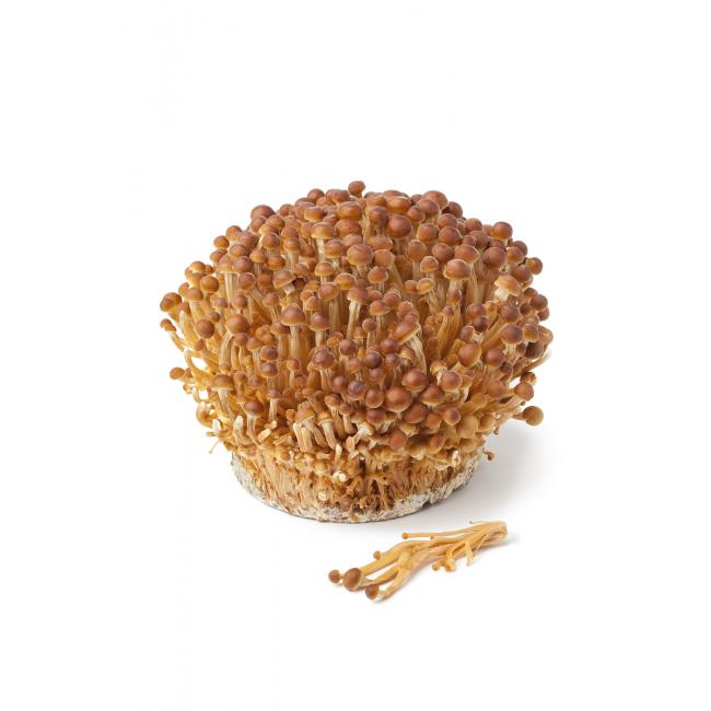 Gouden fluweelpootje (Golden Enoki)