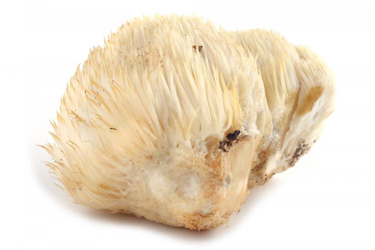 Pruikzwam (pom pom blanc)